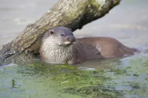 Otter - in water - UK