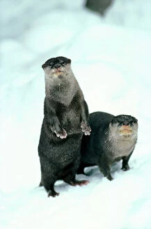 OTTER - x two in snow