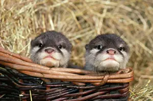 Otters Prints: Otter - x2 babies in basket