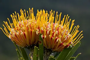 Fynbos Prints: Oudtshoorn Pincushion - on Table Mountain, Cape Town, South Africa