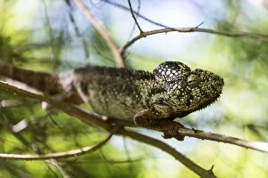 Images Dated 27th December 2012: Oustalet's / Malagasy Giant Chameleon