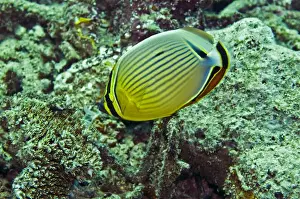 Butterflyfish Prints: Oval / redfin butterflyfish A coral polyp feeder often seen in pairs