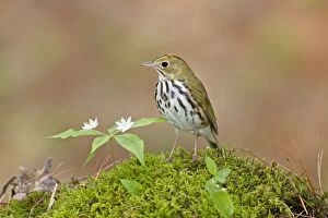 Images Dated 11th May 2012: Ovenbird