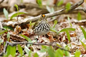 Ovenbird