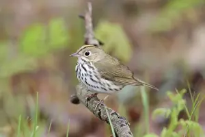 Ovenbirds Prints: Ovenbird - Connecitcut in Spring. USA