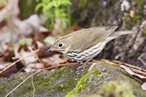 Ovenbirds Prints: Ovenbird - with food in beak - May - CT - USA