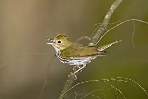 Images Dated 20th June 2008: Ovenbird - Singing from branch