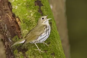 Ovenbirds Prints: Ovenbird - Singing - Connecticut USA - June