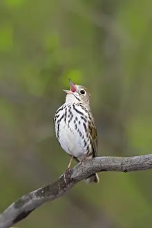 Ovenbirds Prints: Ovenbird - singing - May - CT - USA