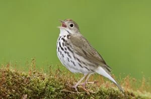 Images Dated 17th May 2009: Ovenbird - singing on territory