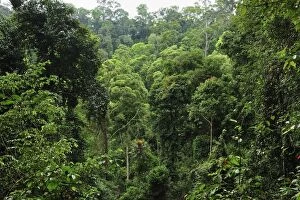 Images Dated 7th December 2008: overview of tropical lowland rainforest