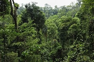 Images Dated 7th December 2008: overview of tropical lowland rainforest
