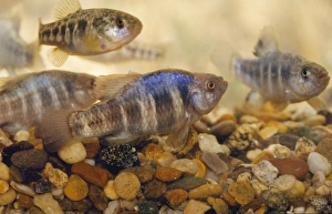 Images Dated 8th August 2007: Owens Papfish - endangered North America