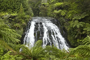 Fern Gallery: Owharoa Falls, Karangahake Gorge, near Paeroa