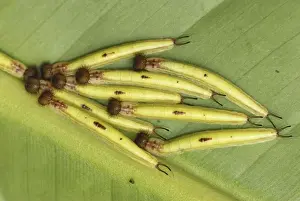 Owl Butterfly - caterpillars Colombia
