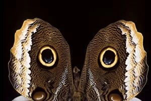 Owl Butterfly - detail of wings