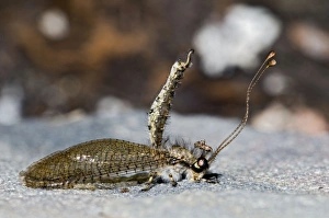 Images Dated 18th January 2011: Owl Fly / Long-horned Antlion - resting during day showing characteristic long clubbed antennae