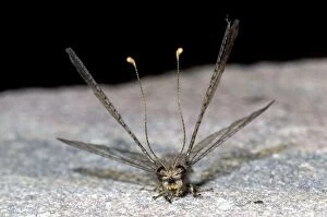 Images Dated 18th January 2011: Owl Fly / Long-horned Antlion - resting during day showing characteristic long clubbed antennae