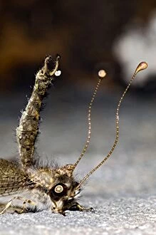Images Dated 18th January 2011: Owl Fly / Long-horned Antlion - resting during day showing characteristic long clubbed antennae