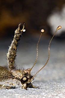 Images Dated 18th January 2011: Owl Fly / Long-horned Antlion - resting during day showing characteristic long clubbed antennae