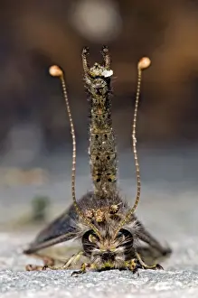 Owl Fly / Long-horned Antlion - resting during day showing characteristic long clubbed antennae - Hawk flying insect prey at dusk - Grahamstown - Eastern Cape - South Africa