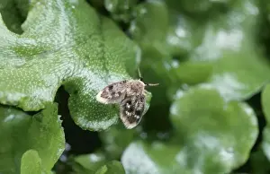 Owl Midge / Moth Fly SPH 2442 (Diptera) Pericoma fuliginosa © Steve Hopkin / ARDEA LONDON