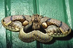 Owl Moth Dach'Gam National Park, Jammu & Kashmir, India
