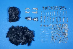 Regurgitating Prints: Owl Pellet