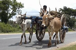 Images Dated 20th September 2006: Ox Cart, India