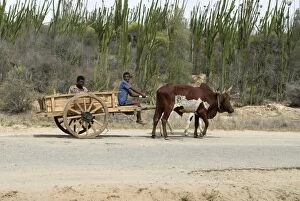 Images Dated 23rd October 2006: Ox cart on road near spiney forest in the south