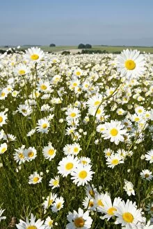 Ox-Eye Daisies - every one of this huge mass of