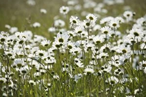 Ox-Eye Daisies - every one of this huge mass of