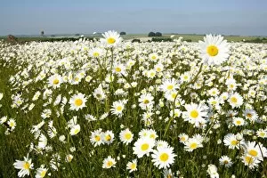 Images Dated 6th June 2007: Ox-Eye Daisies - every one of this huge mass of flowers has turned to face the sun