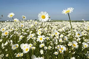 Ox-Eye Daisies - every one of this huge mass of flowers has turned to face the sun - Chalk downlands