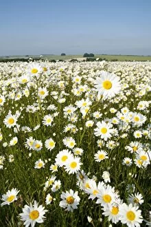 Daisy Gallery: Ox-Eye Daisies - every one of this huge mass of flowers has turned to face the sun - Chalk downlands