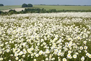 Ox Eye Collection: Ox-Eye Daisies - every one of this huge mass of flowers has turned to face the sun - Chalk