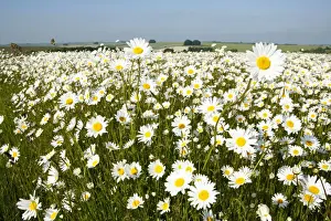 Ox Eye Prints: Ox-Eye Daisies - every one of this huge mass of flowers has turned to face the sun - Chalk downlands - North Wessex