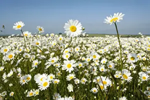 Ox-Eye Daisies - every one of this huge mass of flowers has turned to face the sun - Chalk downlands - North Wessex Downs at West Kennet near Marlborough - Wiltshire - UK