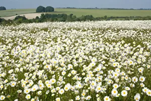 Ox Eye Prints: Ox-Eye Daisies - every one of this huge mass of flowers has turned to face the sun - Chalk downlands - North Wessex