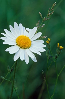 Ox Eye Collection: Ox-eye Daisy