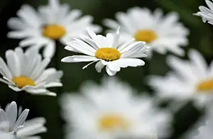 Blurred Prints: Ox-eye Daisy- flowering in garden, Lower Saxony, Germany