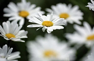 Ox Eye Collection: Ox-eye Daisy- flowering in garden, Lower Saxony, Germany