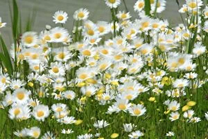 Ox Eye Collection: Ox-Eye Daisy - flowers blowing in wind, Texel, Holland