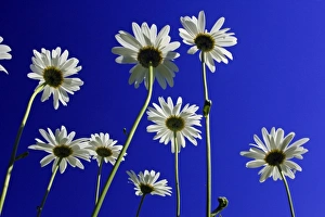 Ox-eye Daisy - flowers against a blue sky