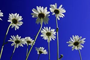 Ox Eye Collection: Ox-eye Daisy- flowers against a blue sky, Lower Saxony, Germany
