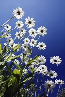 Ox Eye Collection: Ox Eye Daisy - flowers against a blue sky - Lower Saxony - Germany