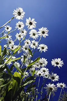 From Below Prints: Ox Eye Daisy - flowers against a blue sky - Lower Saxony - Germany