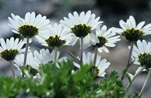 Images Dated 8th December 2005: Ox-eye Daisy - In group - Passo Selvio / Stilfserjoch - Italy