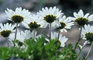 Ox Eye Collection: Ox-eye Daisy - In group - Passo Selvio / Stilfserjoch - Italy