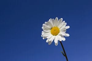 Ox Eye Gallery: Ox-eye Daisy / Moon Daisy flower seen against a blue sky